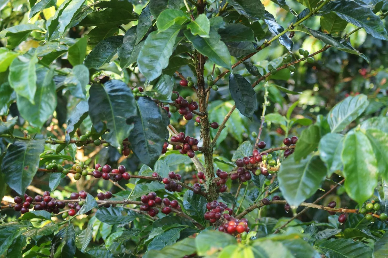 Frische Kaffeekirschen am Strauch